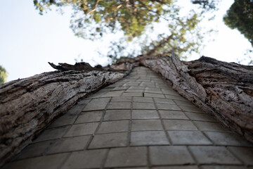 Lake Tahoe tree