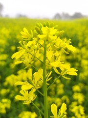 Fototapeta premium Mustard Rapeseed plant, an oil crop belonging to the Brassica family of plants.