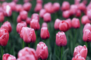 Spring tulips. Background Color of the year 2023 viva magenta.