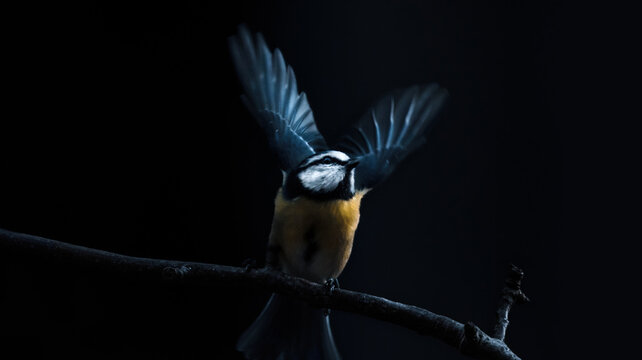 Paridae , chickadee , tit, tomtit about to fly away