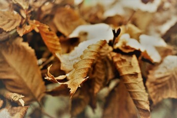 Schneebedeckte trockene goldbraune Laubblätter an Gartenhecke am Nachmittag im Winter