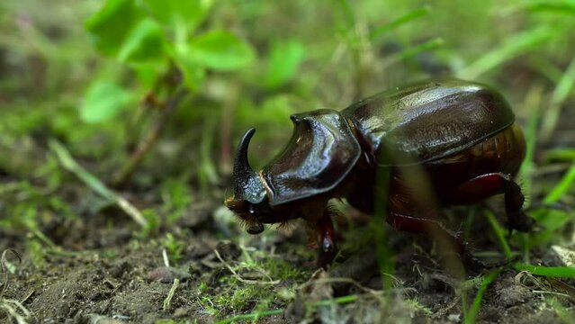 The Red Book rhinoceros beetle sits in the grass. 