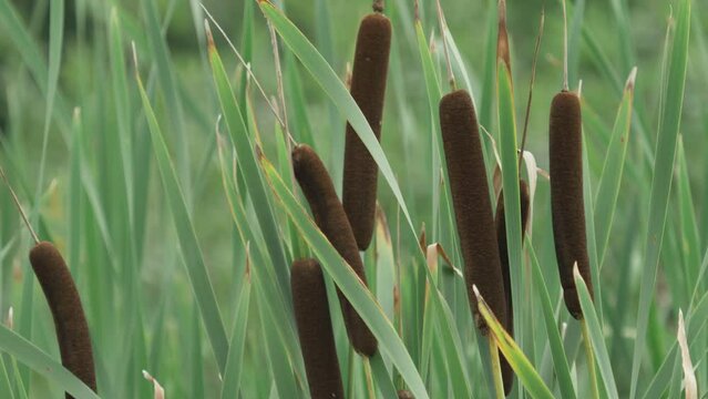 Bulrush cattail plants (Typha) detail