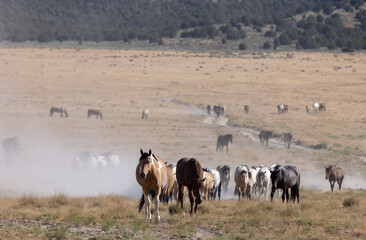 Wild Horses in Summer in the Utah Desert