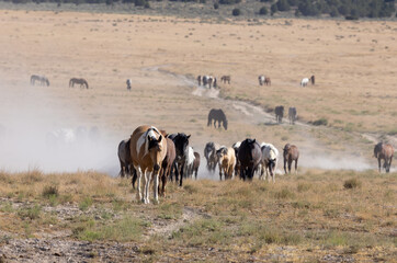 Wild Horses in Summer in the Utah Desert