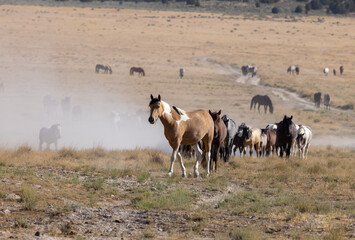 Wild Horses in Summer in the Utah Desert