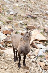 View of a Alpine ibex