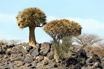 Photo of quiver tree in Namibia