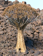 Photo of quiver tree in Namibia