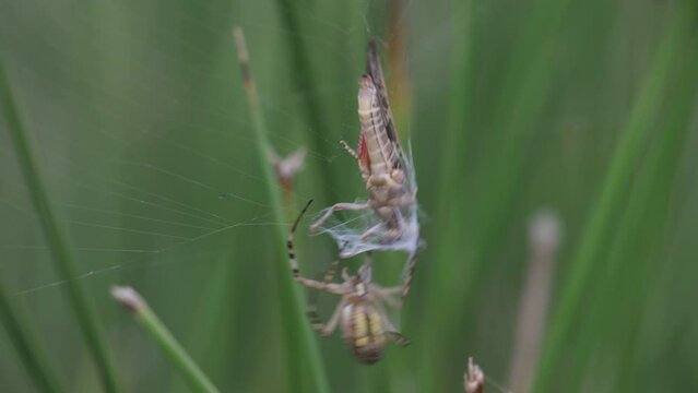 Wasp spider (Argiope bruennichi) wraps its prey in its web