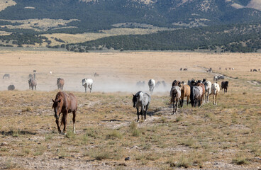 Wild Horses in Summer in the Utah Desert