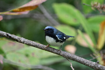 Close up of colorful a cute male Black throated blue warbler bird