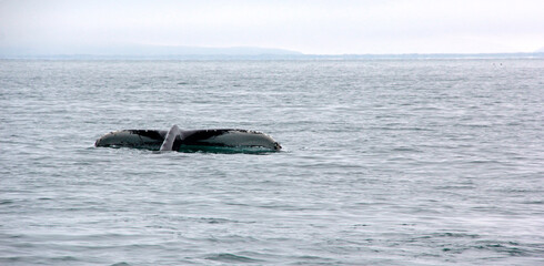 Fototapeta premium queue d de baleine