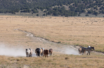 Obraz premium Wild Horses in Summer in the Utah Desert