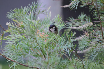 the bird on branch, the nature concept