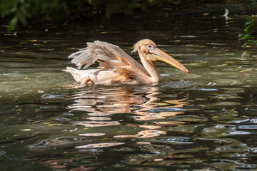 Great white pelican, Pelecanus onocrotalus, eastern white pelican, rosy pelican or white pelican. Large water birds with long beaks and a large throat pouch with beautiful pink feathers.