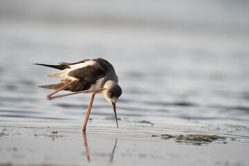 black crowned night heron