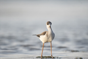 seagull on the beach