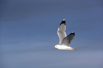 grâce de l oiseau