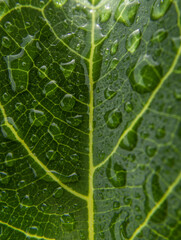 macro view. water droplets and shadows, after the rain. Bright green leaf (not full). High angle view water droplets. blurred background