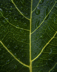 macro view. water droplets and shadows, after the rain. Bright green leaf (not full). High angle view water droplets. blurred background