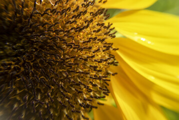 Close-up or macro. Sunflower in full bloom and pollen structure. Beautiful natural sunflower flower pattern.