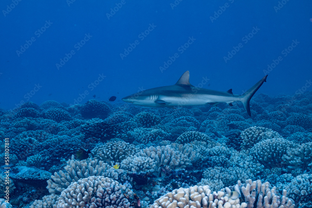 Wall mural blacktip shark hunting on a polynesian coral reef