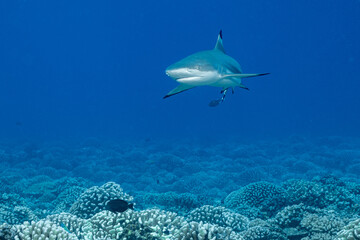 Fototapeta na wymiar blacktip shark hunting on a polynesian coral reef