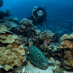 Fototapeta premium woman admiring hawksbill turtle on a polynesian coral reef