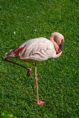 Flamenco sobre una de sus patas