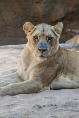 Leona africana en una reserva natural