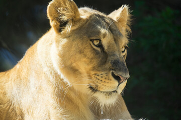 Retrato de una leona africana