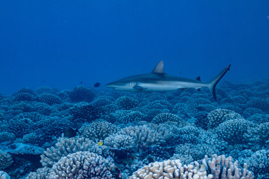 blacktip shark hunting on a polynesian coral reef