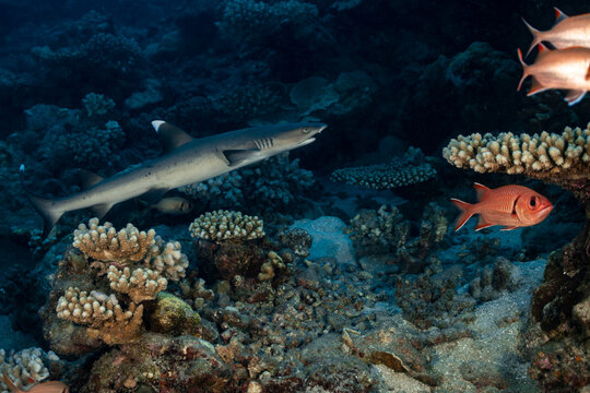 whitetip shark hunting on a polynesian coral reef