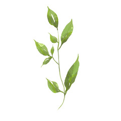 watercolor flower illustration green leaf branch collection for still life wedding background greetings Fashion wallpaper, eucalyptus, olive, green leaves, etc.