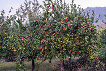 Fototapeta na wymiar Apfelbäume