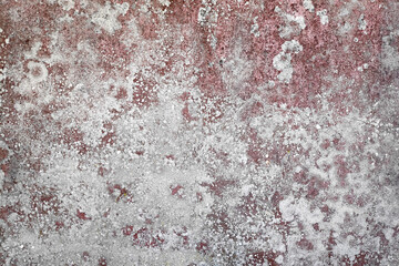 Cement wall covered with red algae