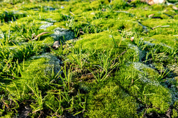 Gentle morning frost on moss and grass with drops of dew