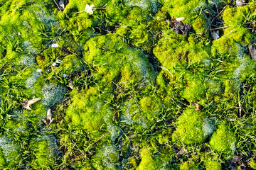 Gentle morning frost on moss and grass with drops of dew