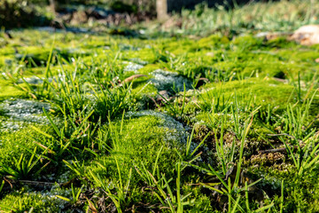 Gentle morning frost on moss and grass with drops of dew