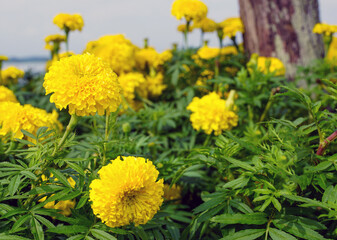Yellow marigolds are large-flowered varieties that are popular for cutting flowers. They are strong, fast-growing plants. Marigolds are believed to symbolize prosperity. soft and selective focus.