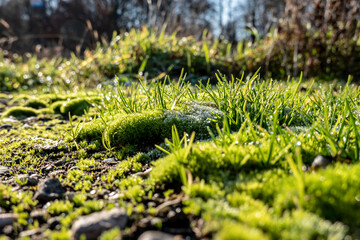 Gentle morning frost on moss and grass with drops of dew