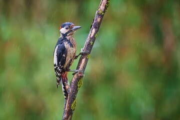 The great spotted woodpecker (Dendrocopos major)
