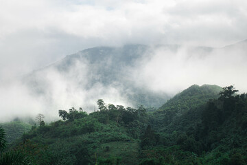 Misty foggy mountain landscape with fir forest and copyspace in Nan province,Thailand 