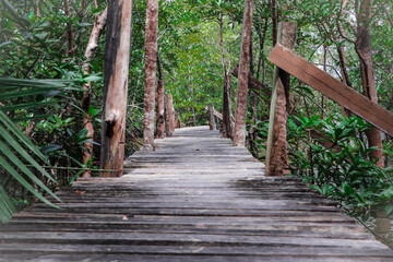 Fototapeta premium Wooden bridge in the mangrove forest, conservation area