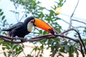toucan on a branch © JD