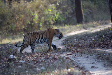 Bengal Tiger, ( Panthera tigris ), walking to right with determination.. Bandhavgarh National Park, India