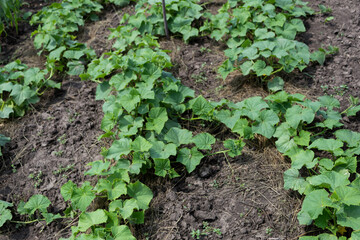 a bed of cucumbers mulched with straw