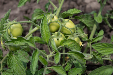  a tomato bush with an ovary of green fruits and flowers.