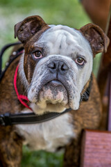Closeup of english bulldog face with sad expression